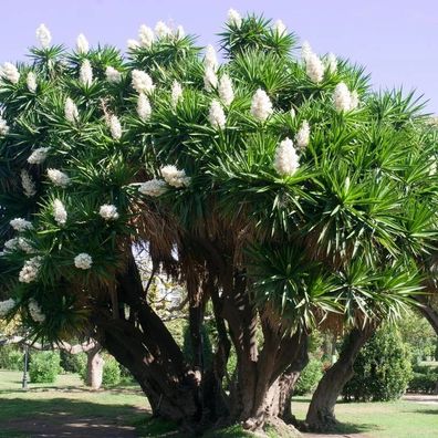 Yucca elephantipes - Riesen-Palmlilie 120-150cm