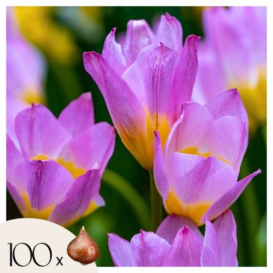 Tulpenzwiebeln â€? 100 Blumenzwiebeln â€? Tulipa 'Lilac Wonder' â€? Mehrfarbig â€? Fr