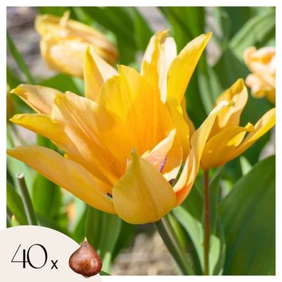 Tulpenzwiebeln Tulipa Praestans Shogun â€? 40 Blumenzwiebeln â€? Orangefarbene Wildtu