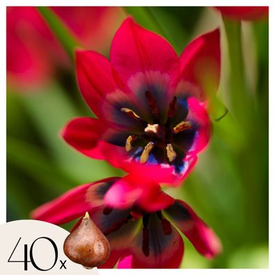 Tulpenzwiebeln Tulipa Little Beauty â€? 40 Blumenzwiebeln â€? Rote Mini-Tulpen Blumen
