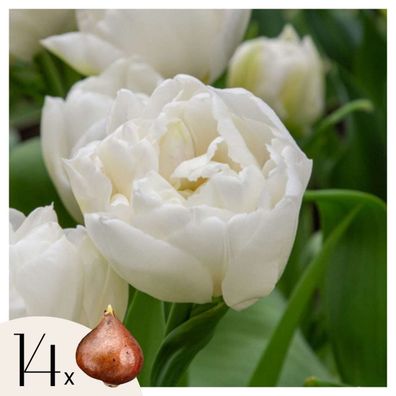 Tulpenzwiebeln â€? 14 Blumenzwiebeln â€? Tulipa â€?Mondialâ€? â€? Geféllte weiße Tulp