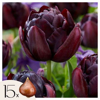 Tulip Tulpenzwiebeln â€? 15 Stéck â€? Tulipa â€?Black Heroâ€? â€? Dunkelviolette Pfin