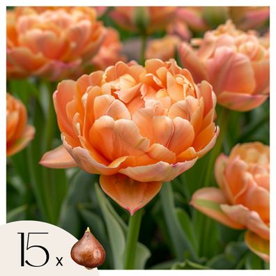 Tulip Tulpenzwiebeln â€? 15 Stéck â€? Tulipa â€?Copper Imageâ€? â€? Pfingstrosen-Tulp