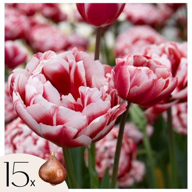 Tulip Tulpenzwiebeln â€? 15 Stéck â€? Tulipa â€?Drumlineâ€? â€? Rosa-Weiße Pfingstros