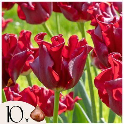 Tulpenzwiebeln 10 Stéck â€? Tulipa Red Dress â€? Edle rote Gartentulpen â€? Blumenzwi