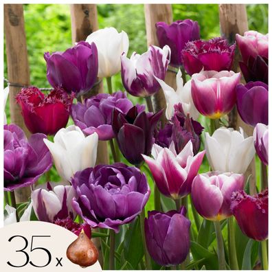 Tulpenzwiebeln 35 Stéck â€? Tulipa Blueberry â€? Lila-Violette Gartentulpen â€? Blume