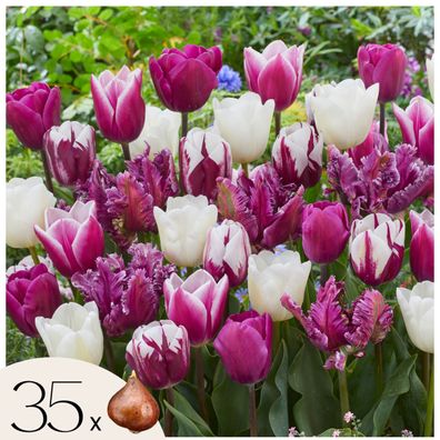 Tulpenzwiebeln 35 Stéck â€? Tulipa Pastel Mix â€? Mehrfarbige Triumph-Tulpen in zarte