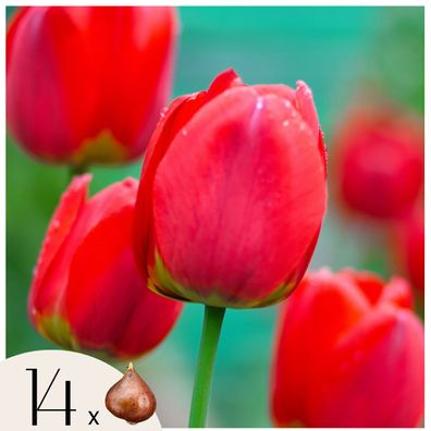 14 Tulpenzwiebeln â€? Tulipa Red Impression â€? Rote Gartentulpen â€? Blumenzwiebeln