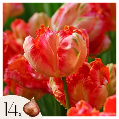 Tulpenzwiebeln â€? 14 Blumenzwiebeln â€? Tulipa 'Apricot Parrot' â€? Papagei-Tulpen i