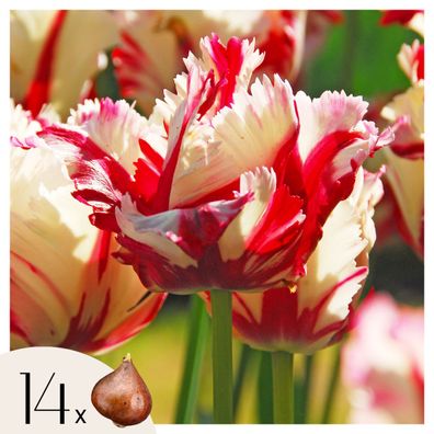Tulpenzwiebeln â€? 14 Blumenzwiebeln â€? Tulipa 'Estella Rijnveld' â€? Papagei-Tulpen