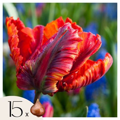 Tulpenzwiebeln â€? 15 Blumenzwiebeln â€? Tulipa 'Rasta Parrot' â€? Papagei-Tulpen in