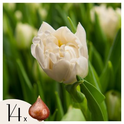 Tulpenzwiebeln â€? 14 Pflanzen â€? Tulipa 'Northcap' â€? Weiße geféllte Tulpen â€? Bl