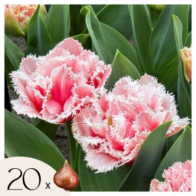 Tulpenzwiebeln â€? 20 Blumenzwiebeln â€? Tulipa 'Queensland' â€? Rosa geféllte & gefr