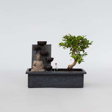 Bonsaibaume - Bonsai - Höhe 25-35Cm - â?€29Cm