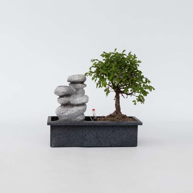 Bonsaibaume - Bonsai - Höhe 25-35Cm - â?€29Cm
