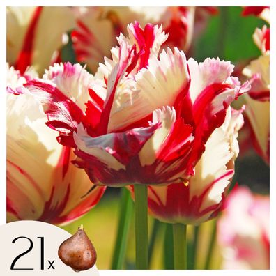 Tulip Tulpenzwiebeln - 21 Stk - Tulipa 'Estella Rijnveld' - Blumenzwiebeln - Rot