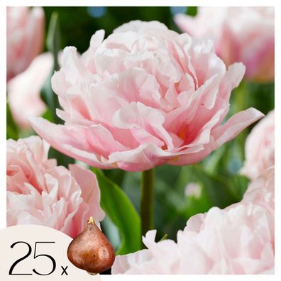 Tulip Tulpenzwiebeln - 25 Stk - Tulipa 'Dreamer' - Blumenzwiebeln - Rosa