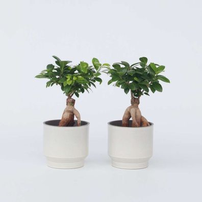 Bonsaibaum - 2 Stk - Ficus Microcarpa - Höhe 30-40Cm - â?€12Cm