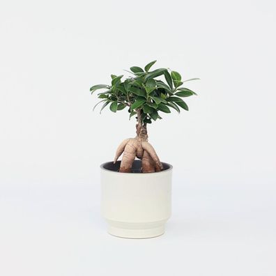 Bonsaibaum - Ficus Microcarpa - Höhe 30-40Cm - â?€12Cm