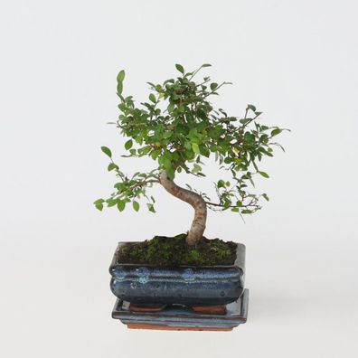 Bonsaibaum â€? Zelkova Serrata â€? Höhe 20â€?30cm â€? ß20cm â€? Japanische Ulme mit e
