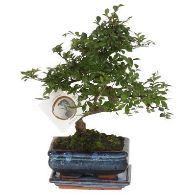 Bonsaibaum â€? Zelkova Serrata â€? Höhe 20â€?25cm â€? ß15cm â€? Japanische Ulme mit e