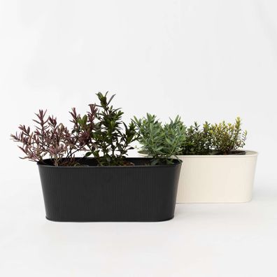 Strauchveronika â€? 12 Pflanzen â€? Hebe Pinguifolia â€? Winterharte Gartensträucher