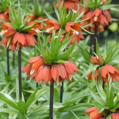 Kaiserkrone Rubra Maxima im Topf vorgetrieben Orange