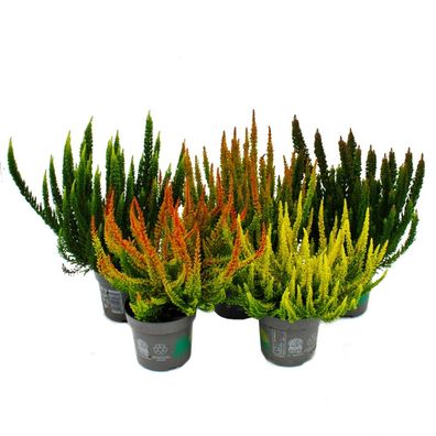 Calluna Green Nature Grüne Besenheide Heidekraut winterhart 11cm Topf ungewöhnlich