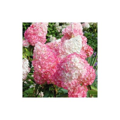 Hydrangea Paniculata 'Pink Lady' 30-50 cm Rispenhortensie Laubgehölz