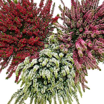 Calluna vulgaris - Set mit 6 Pflanzen - Besenheide - Heidepflanze