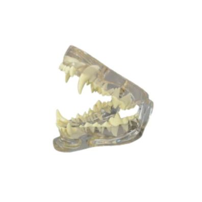 Hundegebiss Demonstrationsmodell