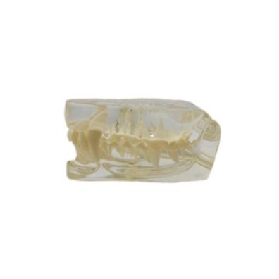 Katzengebiss Demonstrationsmodell