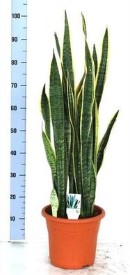 Sansevieria trif. Laurentii 90-100 cm Bogenhanf bessere Raumluft Zimmerpflanze