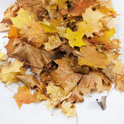 Blätter Laub 3,5 L - Naturlaub Bodensubstrat Asseln, Tausendfüßer & Sschnecken