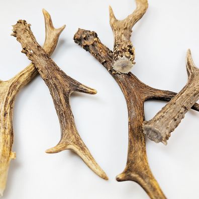 Cosplay Rehgeweih 15-22 cm - LARP & Fantasy-Helme, Masken & Accessoires Geweih