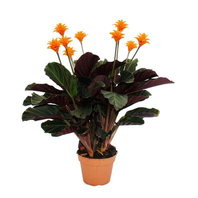 Schattenpflanze mit leuchtenden Blüten - Calathea crocata - 14cm Topf