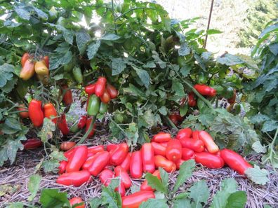 Russische Determinierte Tomate DROVA 5+ Samen Kirschtomate P 686