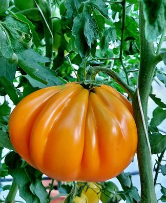 Tomate Zholtye Torbochki - Polnische Landsorte 5+ Samen P 700