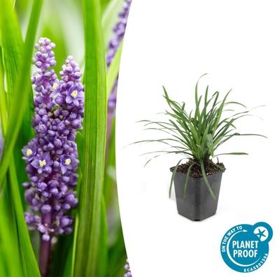 Glöckchentraube - Liliengras - Liriope muscari 'Moneymaker' - 9cm Topf