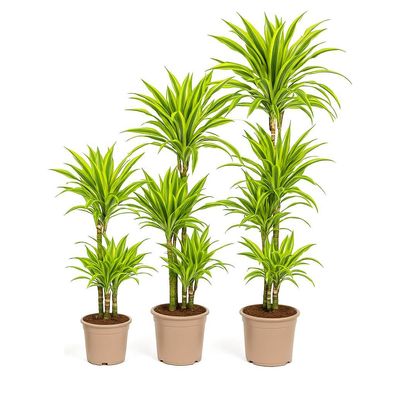 Drachenbaum - Dracaena dermensis "Lemon Lime" - Grünpflanze Solitär