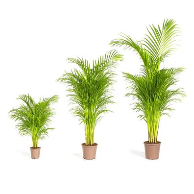 Goldfruchtpalme - Dypsis lutescens - Areca - Solitärpflanze