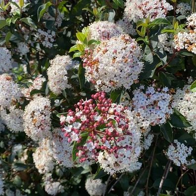 Lorbeerblättriger Schneeball - Viburnum tinus 20-40cm