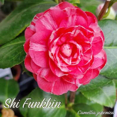 Kamelie "Shi Funkhin" - Camellia japonica - 3-jährige Pflanze (78)