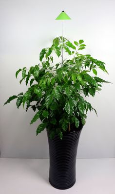 SUNLiTE 7W LED Pflanzenlampe Grün innen Pflanzenbeleuchtung ausziehbar