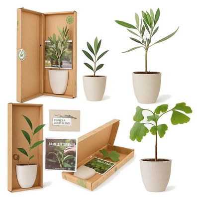 Mini-Pflanzen Geschenkset – Ginkgo, Olivenbaum oder Teepflanze (Camellia sinensis)