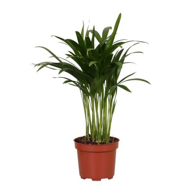 Areca Catechu - Ø12cm - 25-35cm - Zimmerpflanze - Immergrün
