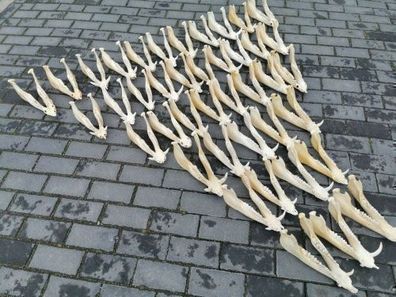 Wildschwein Unterkiefer Schädel SAU EBER Knochen Präparat 2. Wahl Zähne fehlend