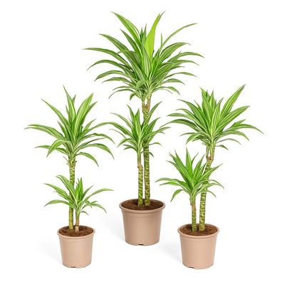 Drachenbaum - weißgestreifte Drachenlilie - Dracaena deremensis White Stripe