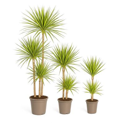 Drachenbaum - Dracaena marginata "Sunray" - Grünpflanze