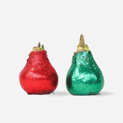 Hippeastrum 'Glitter Duo' - Rot und Grün - Amaryllis - Ø15cm - 20-40cm